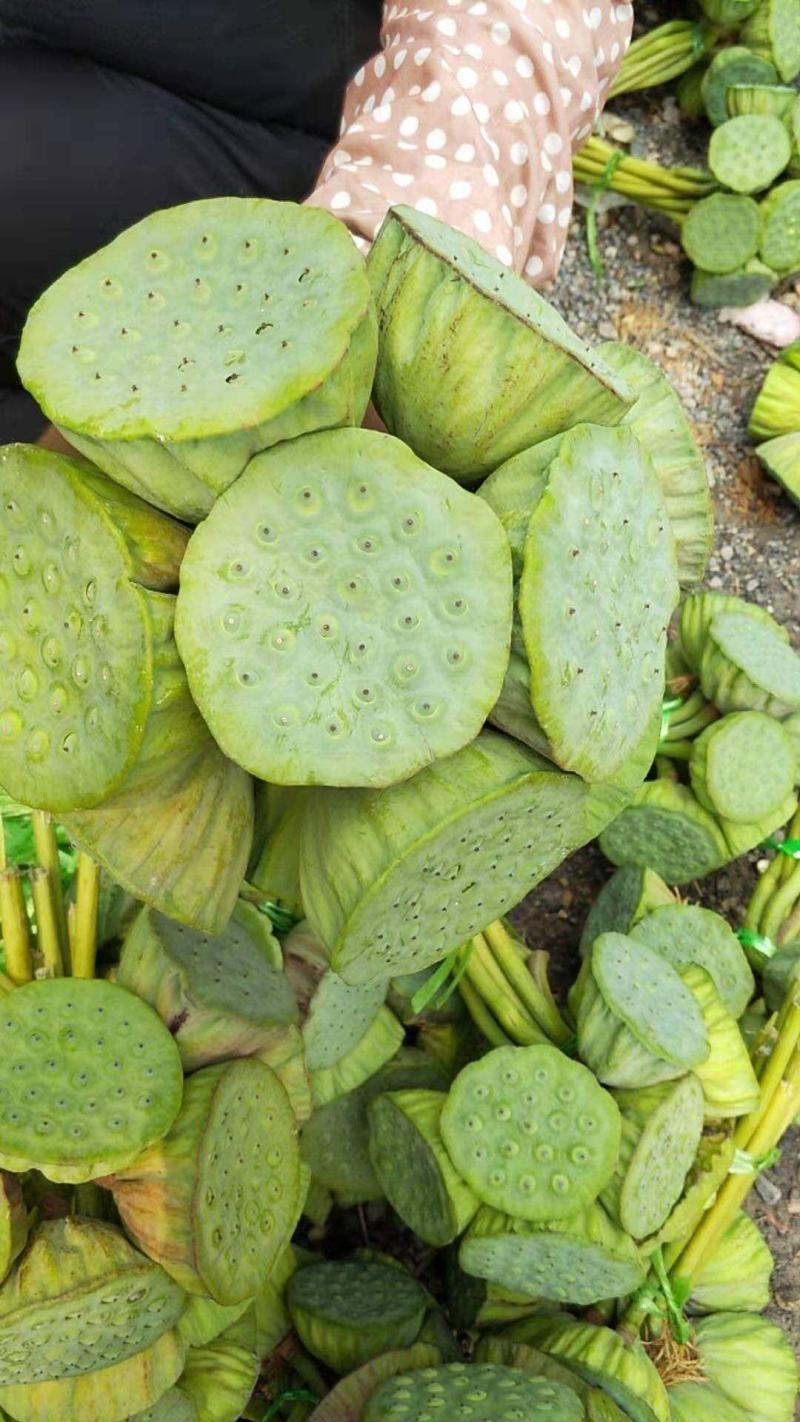 白洋淀千亩荷花莲蓬大量供应