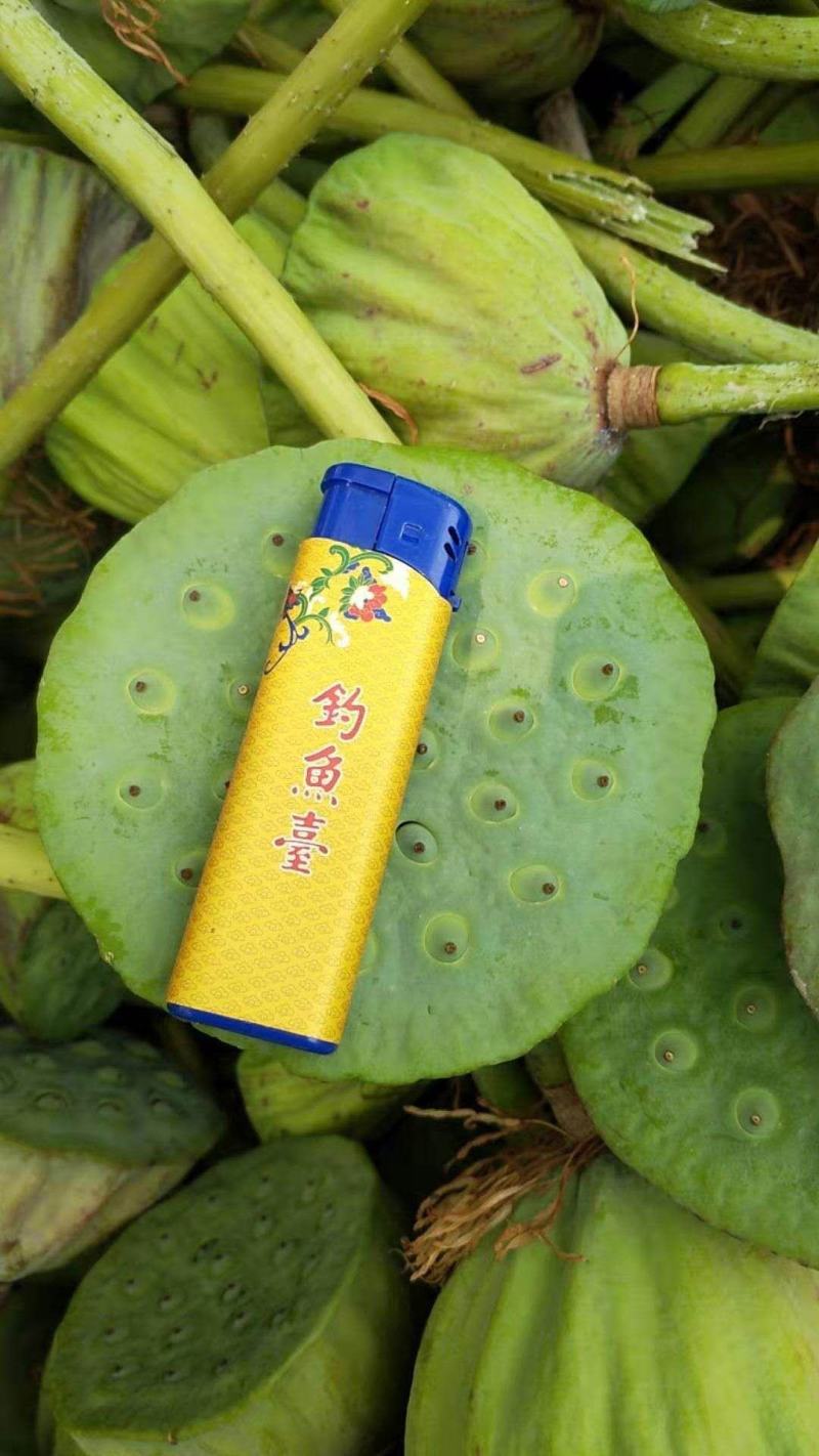 白洋淀千亩荷花莲蓬大量供应