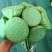 白洋淀千亩荷花莲蓬大量供应
