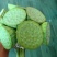 白洋淀千亩荷花莲蓬大量供应