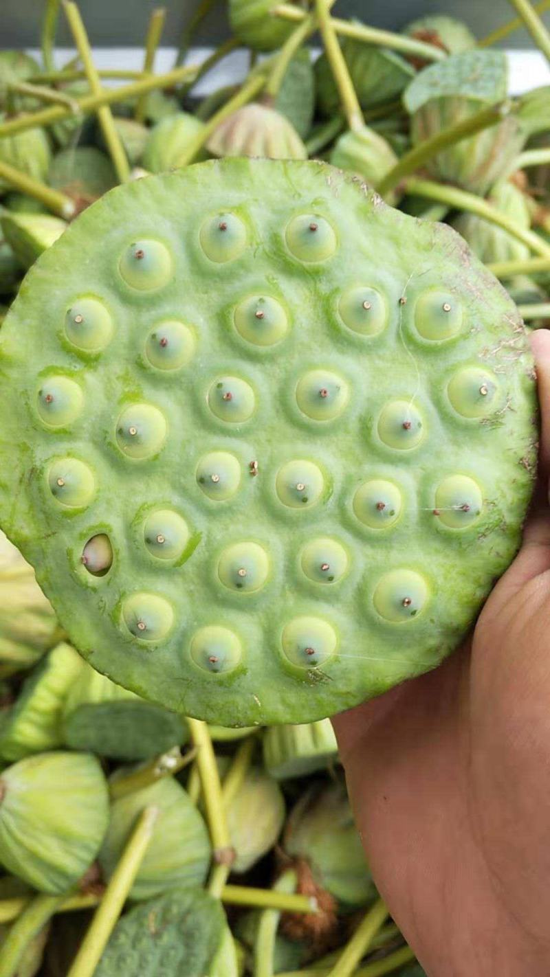 白洋淀千亩荷花莲蓬大量供应