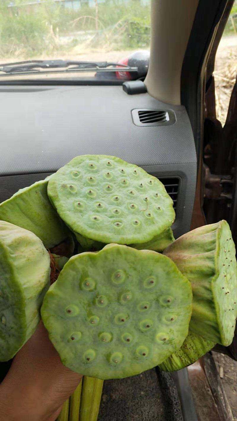 白洋淀千亩荷花莲蓬大量供应