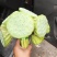 白洋淀千亩荷花莲蓬大量供应