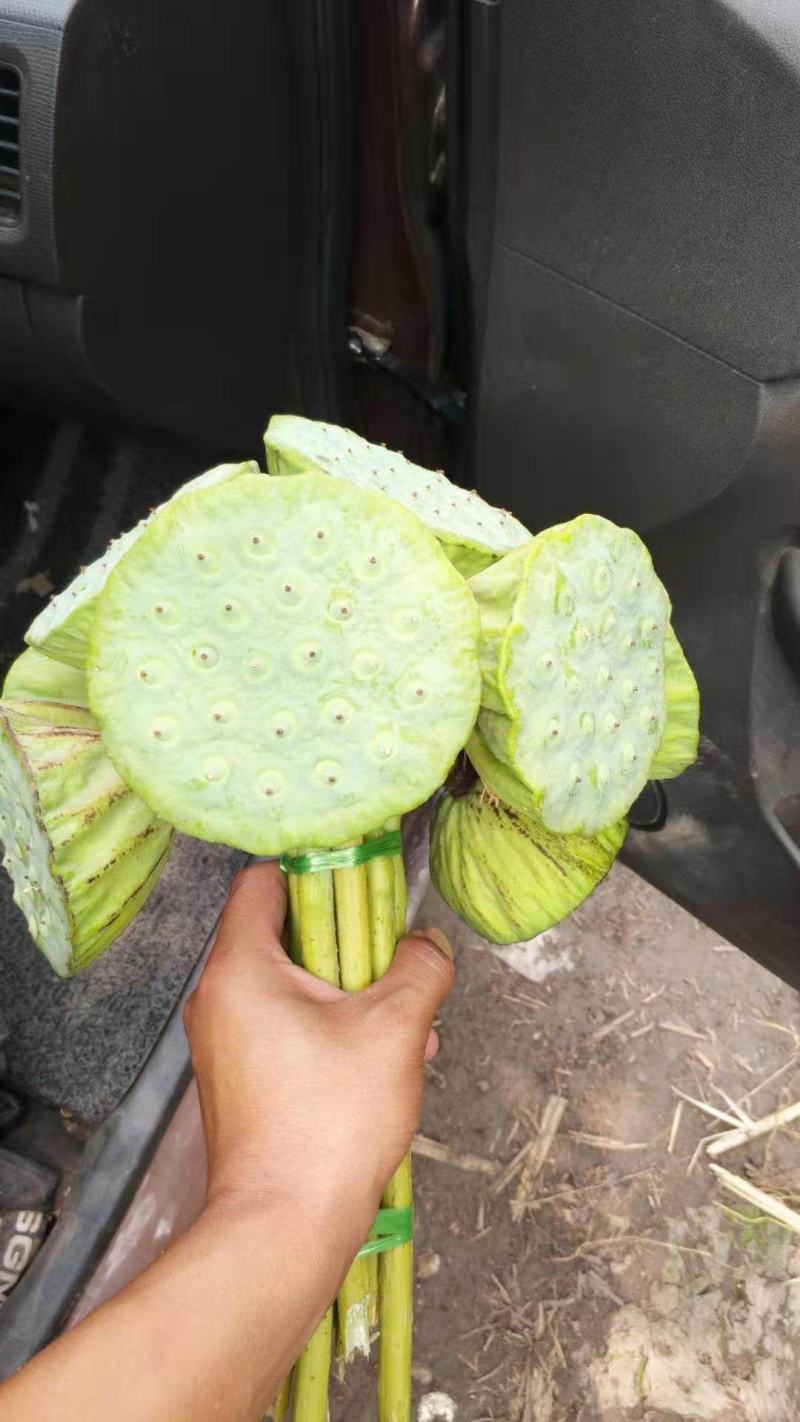 白洋淀千亩荷花莲蓬大量供应