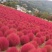绿叶地肤种子园林景观绿化红叶地肤植物种子草花花海种子公斤