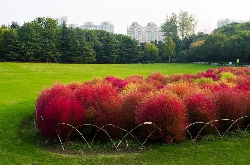 绿叶地肤种子园林景观绿化红叶地肤植物种子草花花海种子公斤