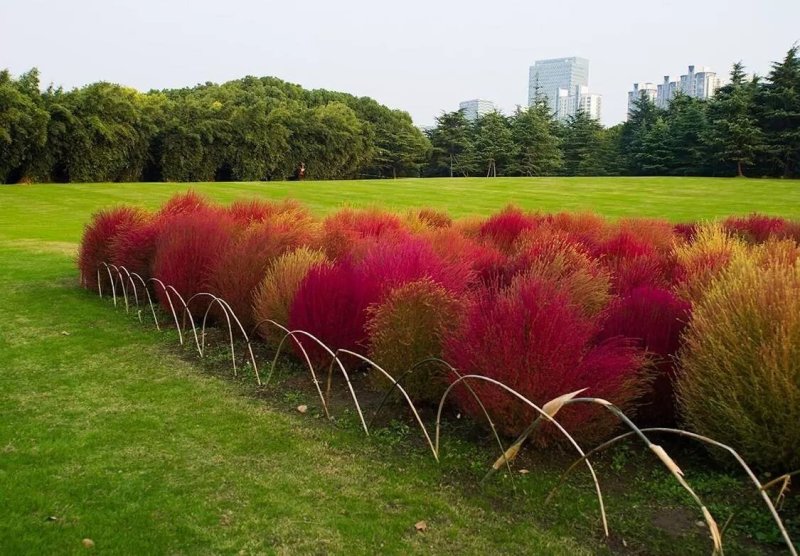 绿叶地肤种子园林景观绿化红叶地肤植物种子草花花海种子公斤