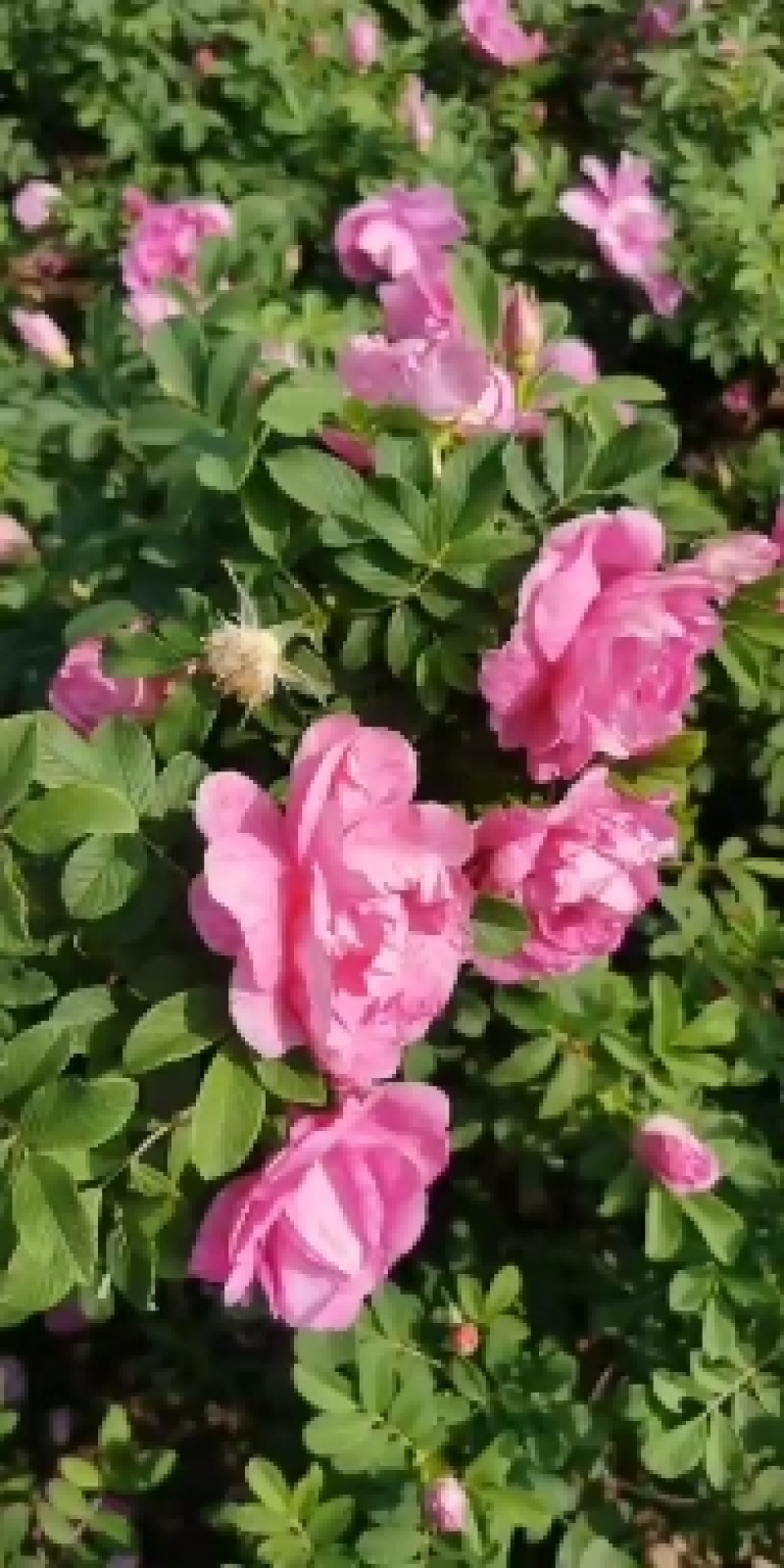 刺玫红刺玫黄刺玫四季玫瑰耐寒苗木可视频看货