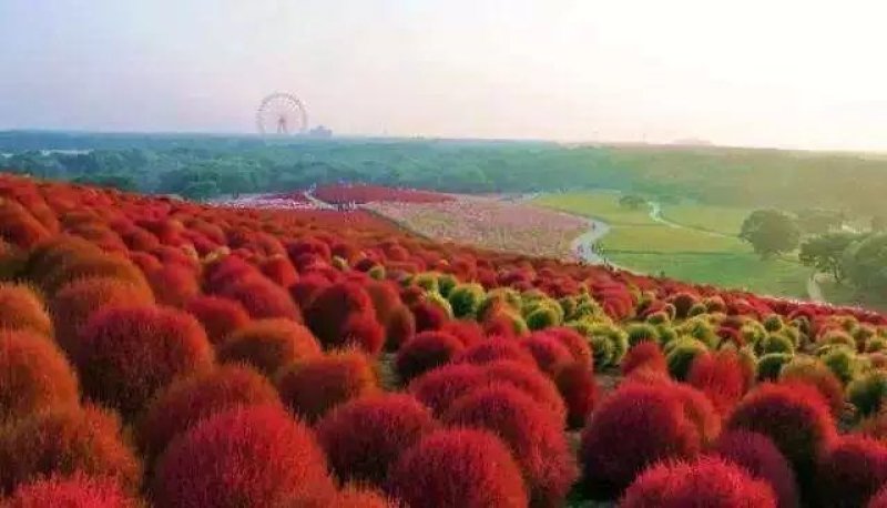 绿叶地肤种子园林景观绿化红叶地肤植物种子草花花海种子公斤