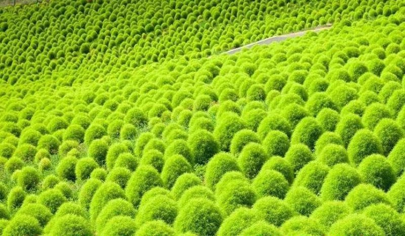 绿叶地肤种子园林景观绿化红叶地肤植物种子草花花海种子公斤