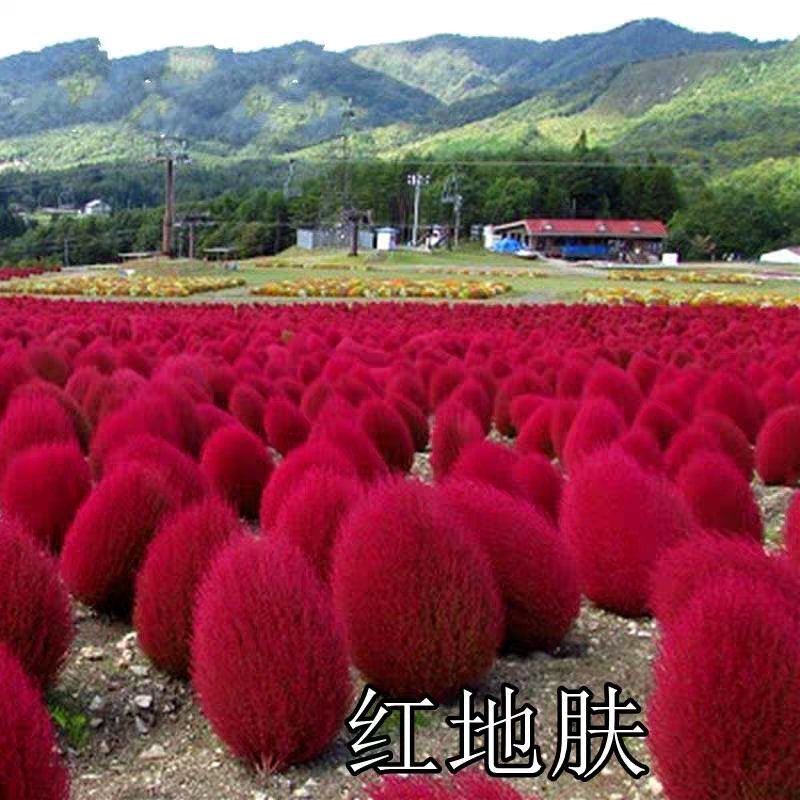 绿叶地肤种子园林景观绿化红叶地肤植物种子草花花海种子公斤