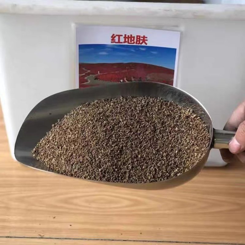 绿叶地肤种子园林景观绿化红叶地肤植物种子草花花海种子公斤