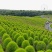 绿叶地肤种子园林景观绿化红叶地肤植物种子草花花海种子公斤