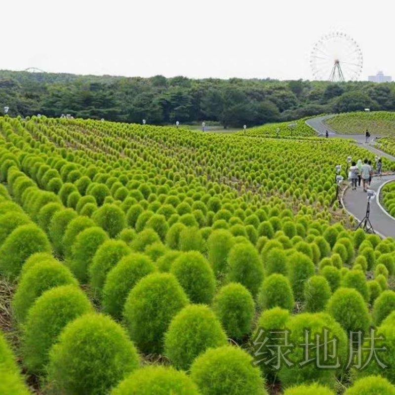 绿叶地肤种子园林景观绿化红叶地肤植物种子草花花海种子公斤