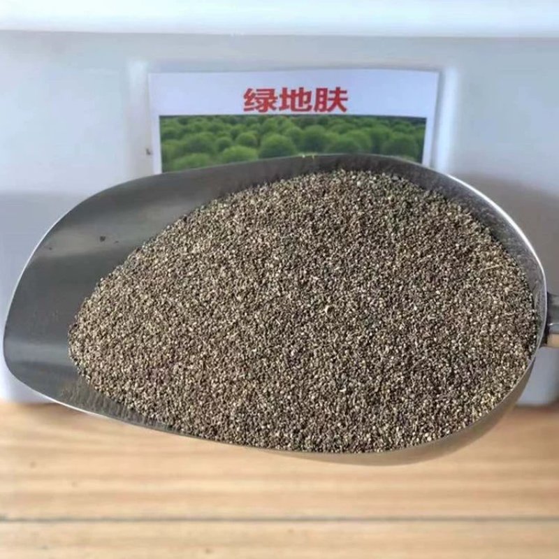 绿叶地肤种子园林景观绿化红叶地肤植物种子草花花海种子公斤