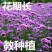 柳叶马鞭草花种子多年生草花种子四季庭院园林景观绿化花种籽