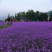 柳叶马鞭草花种子多年生草花种子四季庭院园林景观绿化花种籽