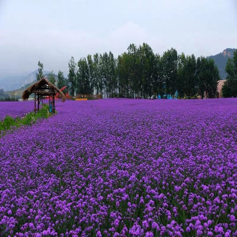 柳叶马鞭草花种子多年生草花种子四季庭院园林景观绿化花种籽