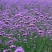 柳叶马鞭草花种子多年生草花种子四季庭院园林景观绿化花种籽