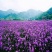 柳叶马鞭草花种子多年生草花种子四季庭院园林景观绿化花种籽