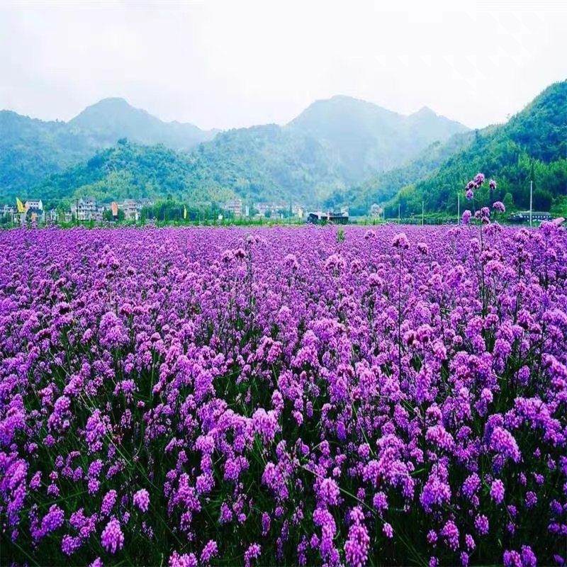 柳叶马鞭草花种子多年生草花种子四季庭院园林景观绿化花种籽