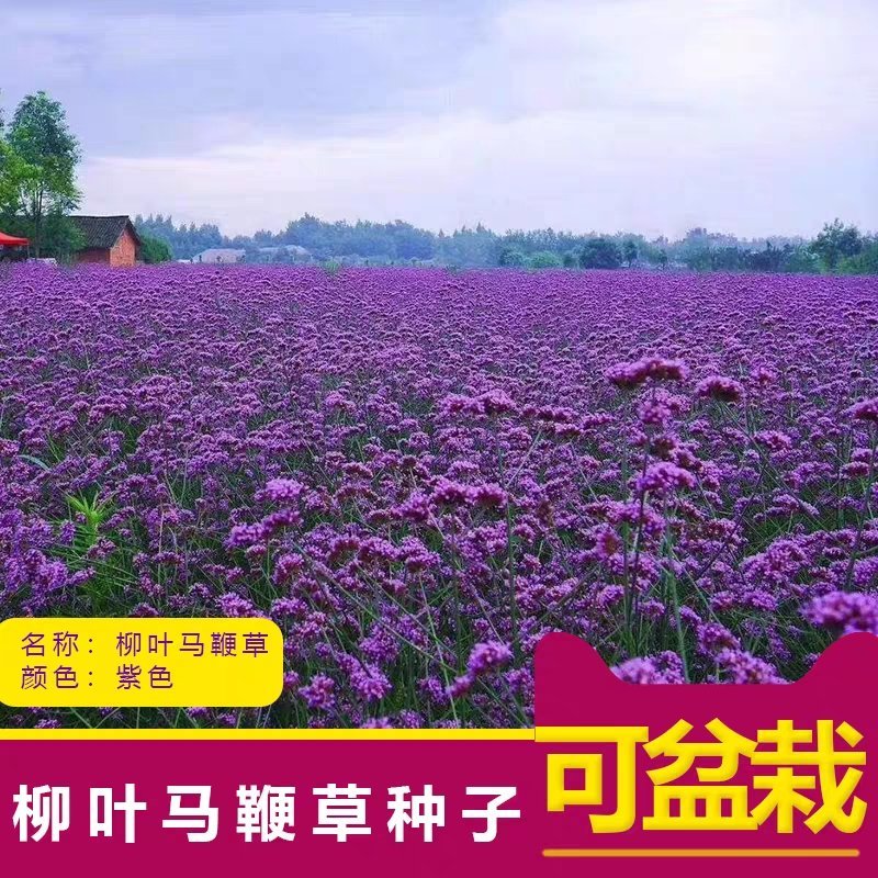 柳叶马鞭草花种子多年生草花种子四季庭院园林景观绿化花种籽
