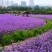 柳叶马鞭草花种子多年生草花种子四季庭院园林景观绿化花种籽