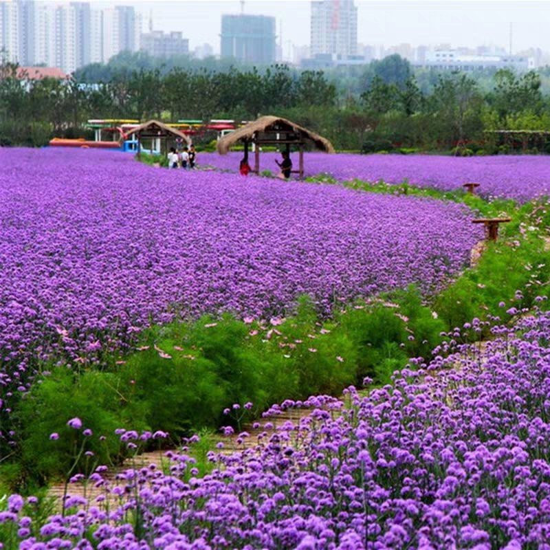 柳叶马鞭草花种子多年生草花种子四季庭院园林景观绿化花种籽