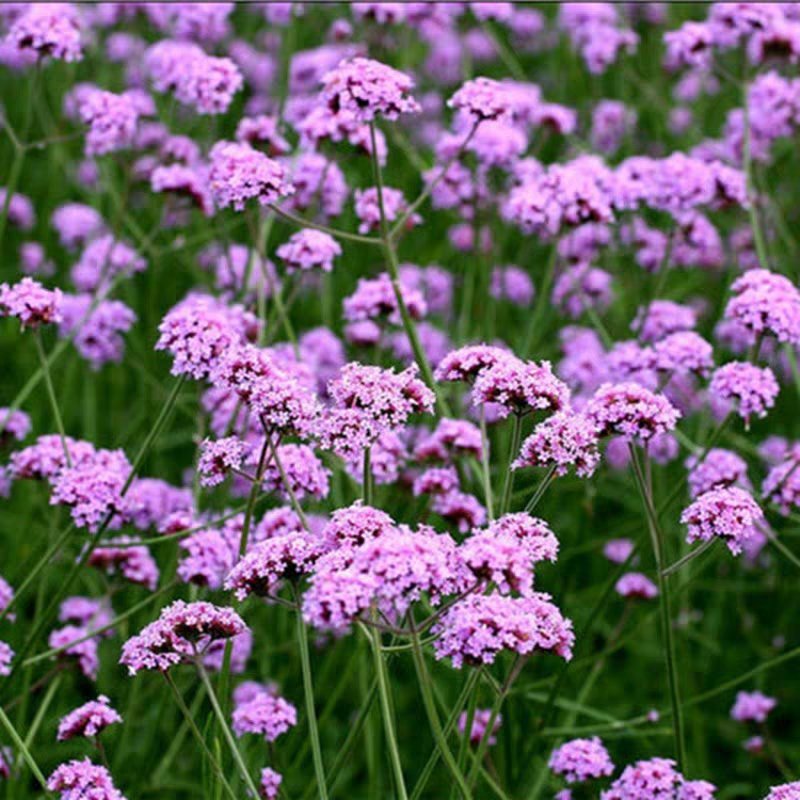 柳叶马鞭草花种子多年生草花种子四季庭院园林景观绿化花种籽
