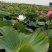 白洋淀古代红莲荷花莲花。深水苗，浅水苗。