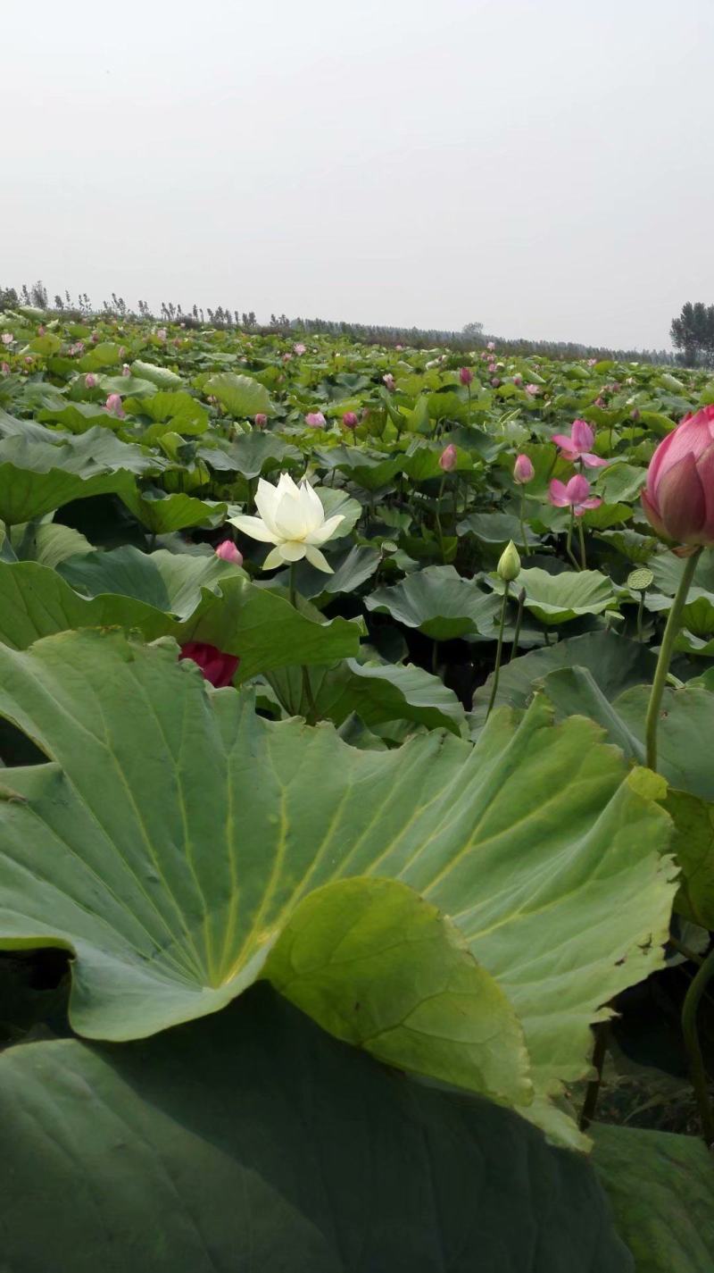 白洋淀古代红莲荷花莲花。深水苗，浅水苗。