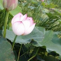 白洋淀古代红莲荷花莲花。深水苗，浅水苗。