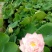 白洋淀古代红莲荷花莲花。深水苗，浅水苗。