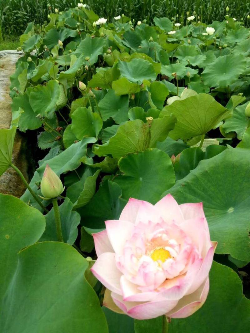 白洋淀古代红莲荷花莲花。深水苗，浅水苗。