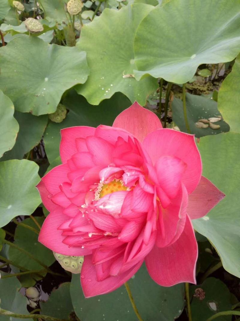 白洋淀古代红莲荷花莲花。深水苗，浅水苗。