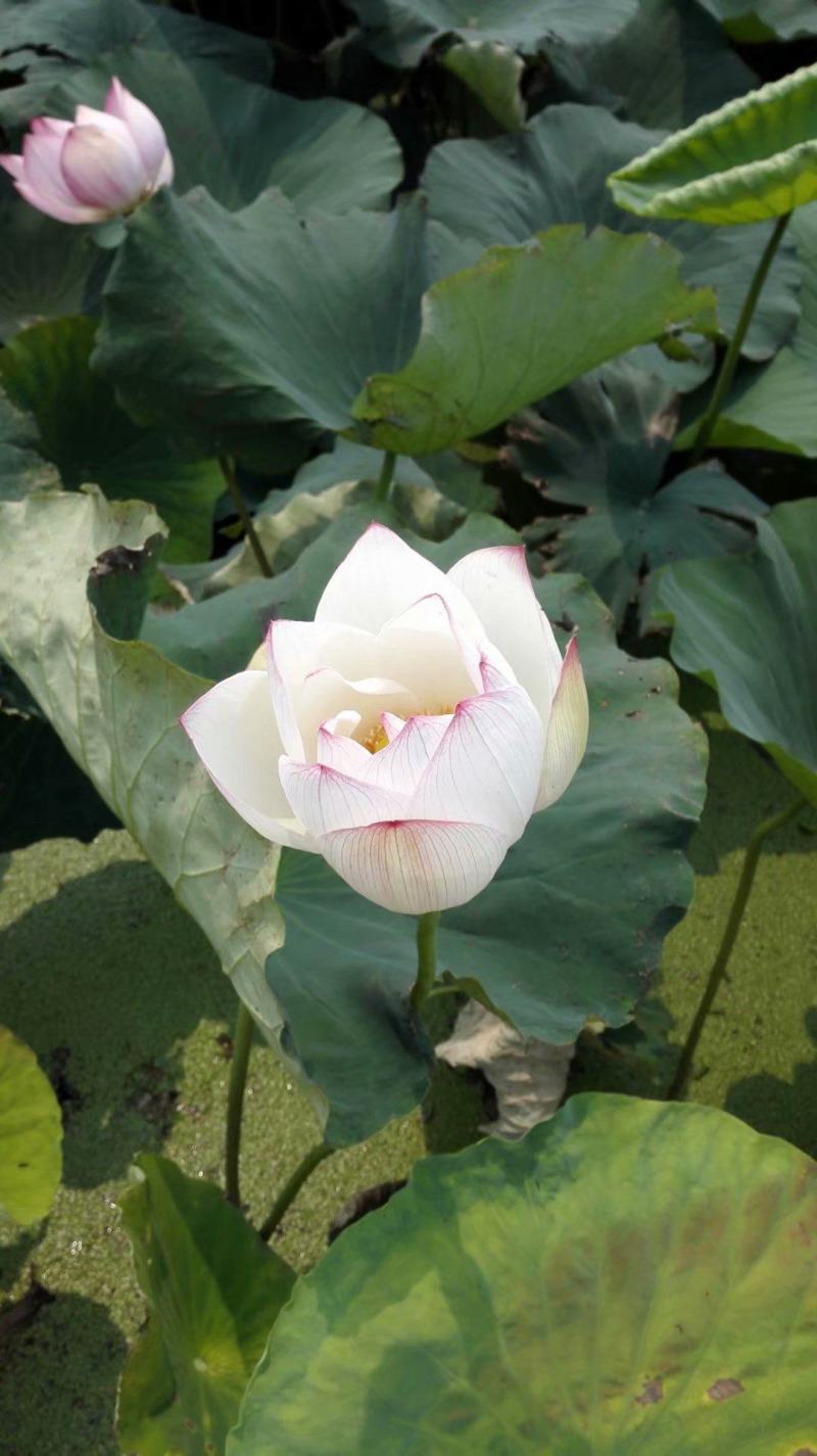 白洋淀古代红莲荷花莲花。深水苗，浅水苗。