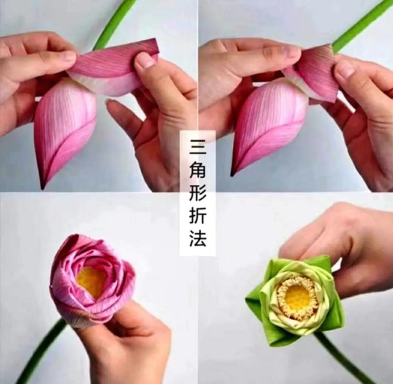 白洋淀古代红莲荷花莲花。深水苗，浅水苗。