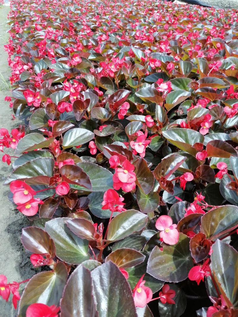苗圃供应大花海棠基地直销视频看货保质保量