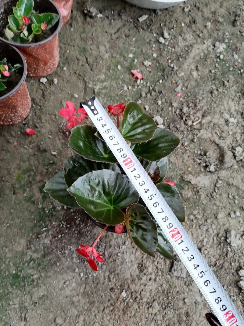苗圃供应大花海棠基地直销视频看货保质保量