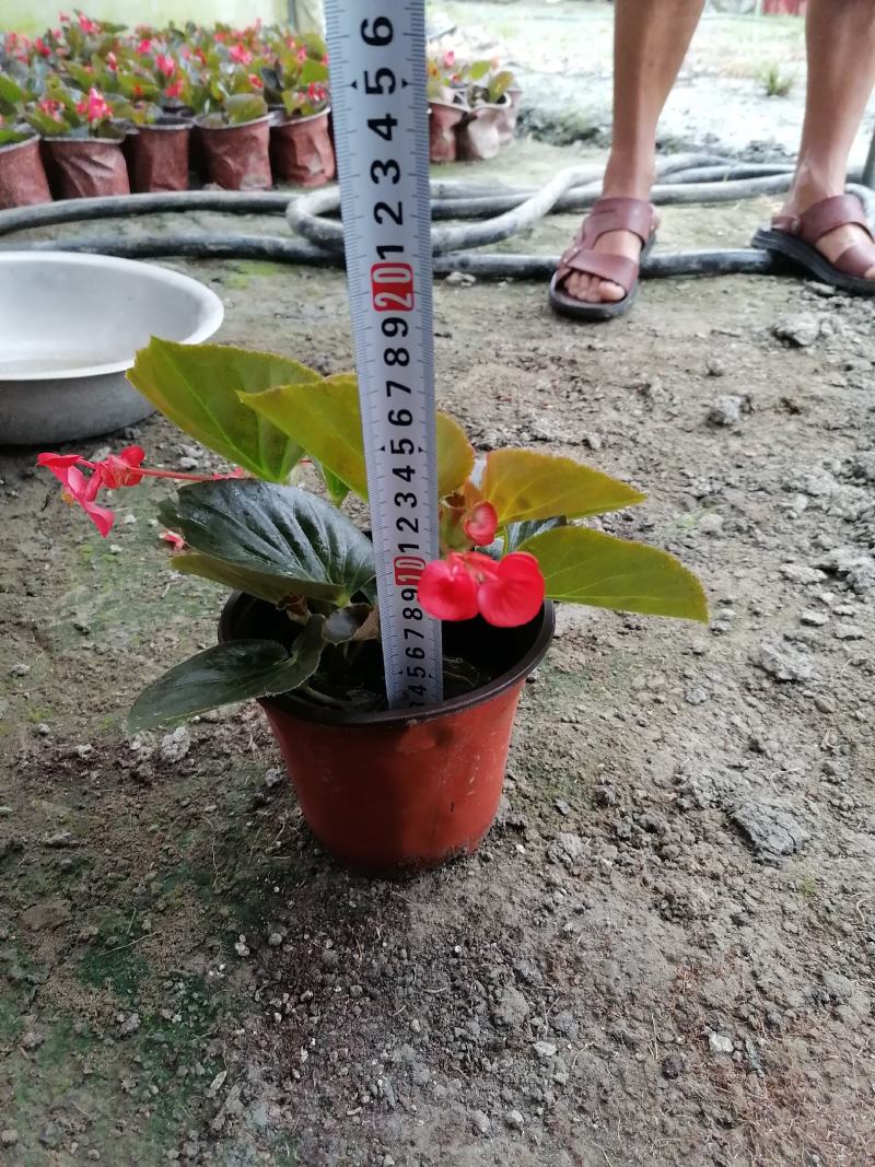 苗圃供应大花海棠基地直销视频看货保质保量