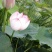 白洋淀古代红莲荷花莲花。深水苗，浅水苗。