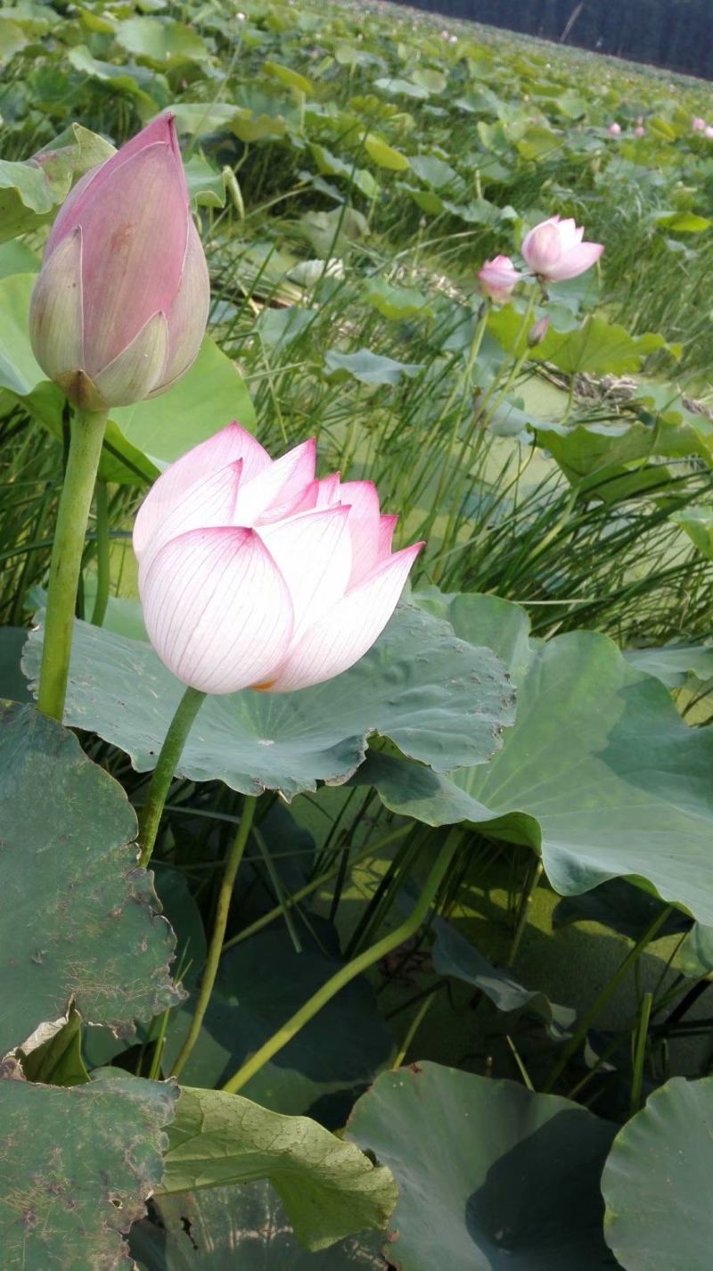 白洋淀古代红莲荷花莲花。深水苗，浅水苗。