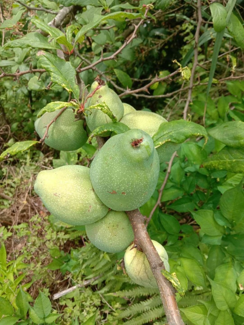 木瓜苗皱皮木瓜苗【药用木瓜】贴梗海棠，酸木瓜