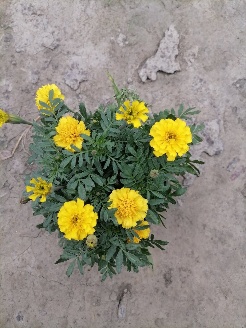 成都孔雀草基地，孔雀草双色杯
