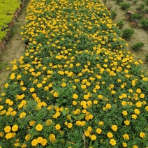 成都孔雀草基地，孔雀草双色杯
