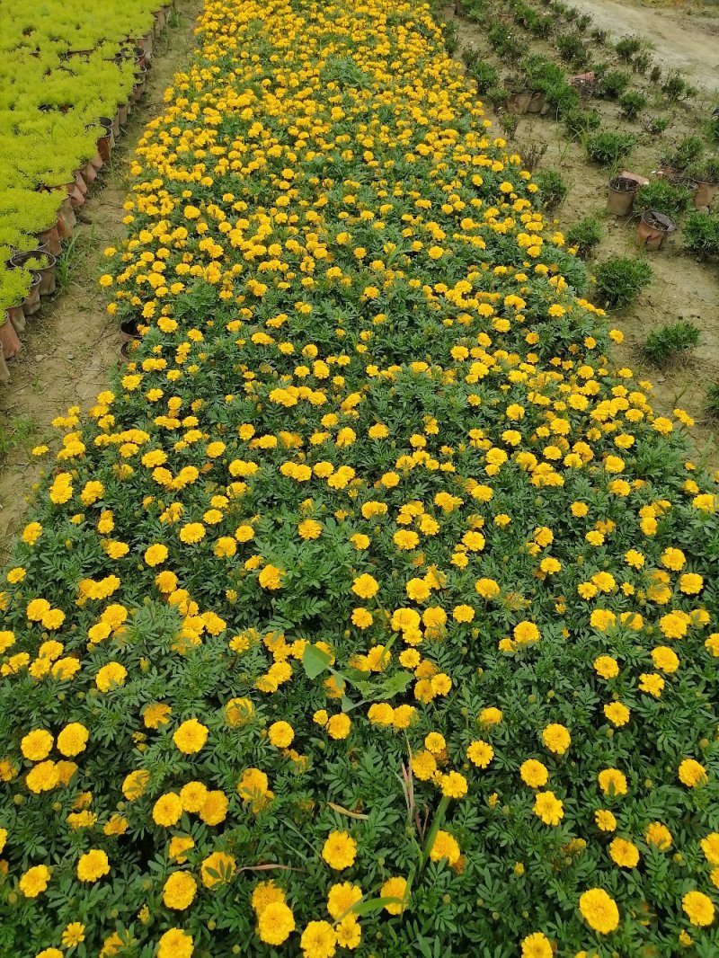 成都孔雀草基地，孔雀草双色杯