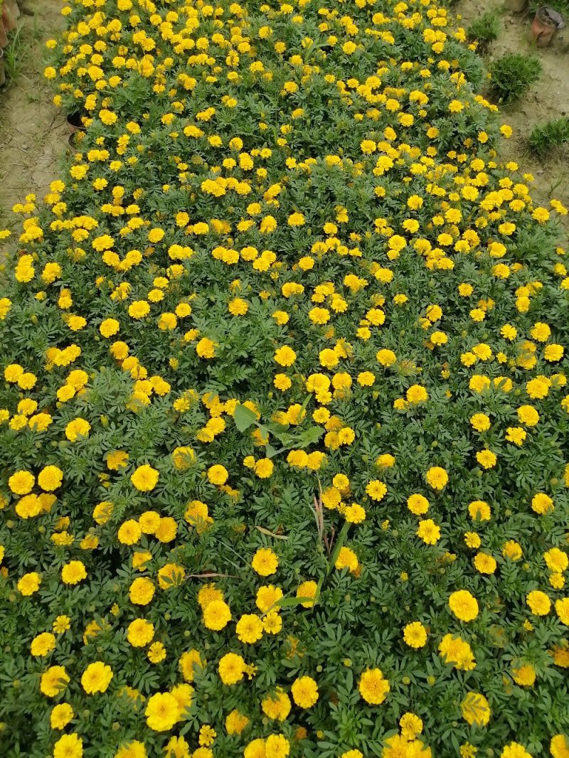 成都孔雀草基地，孔雀草双色杯