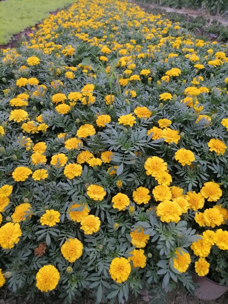 成都孔雀草基地，孔雀草双色杯