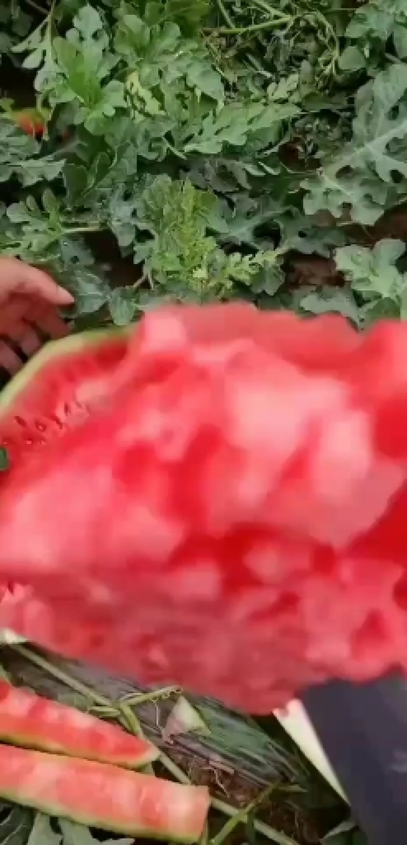 忻州西瓜大量上市，金花一号，金城五号，雪龙