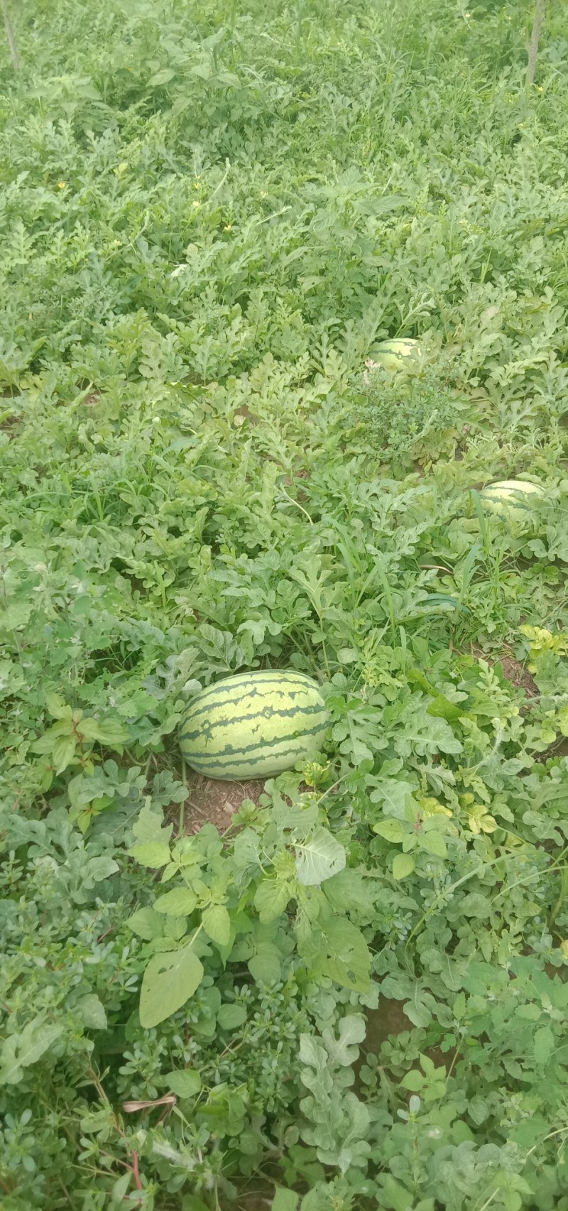 特大号西瓜